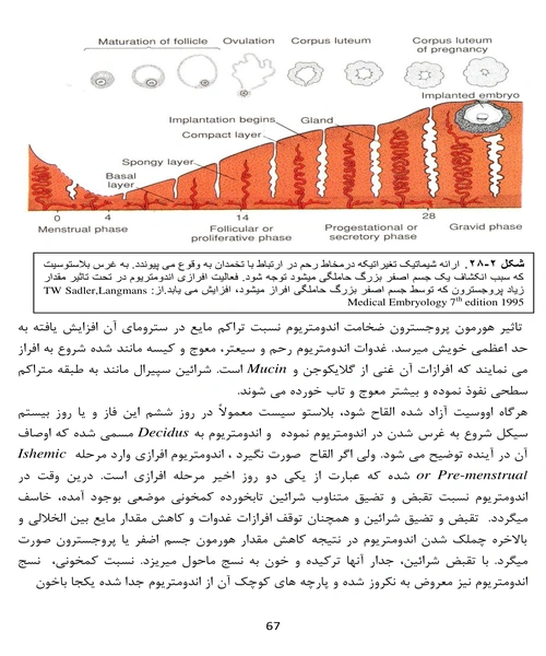 امبریولوژی عمومی انسان - نمونه اول - جزیره کتاب های الکترونیکی